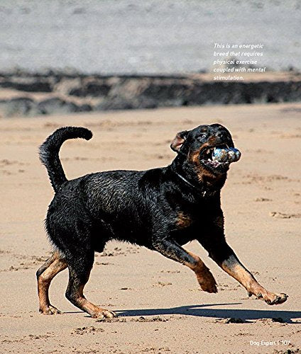 Rottweiler (Dog Expert),Used