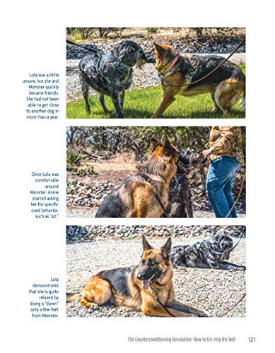 The Midnight Dog Walkers: Positive Training and Practical Advice for Living with Reactive and Aggressive Dogs (CompanionHouse Bo,Used