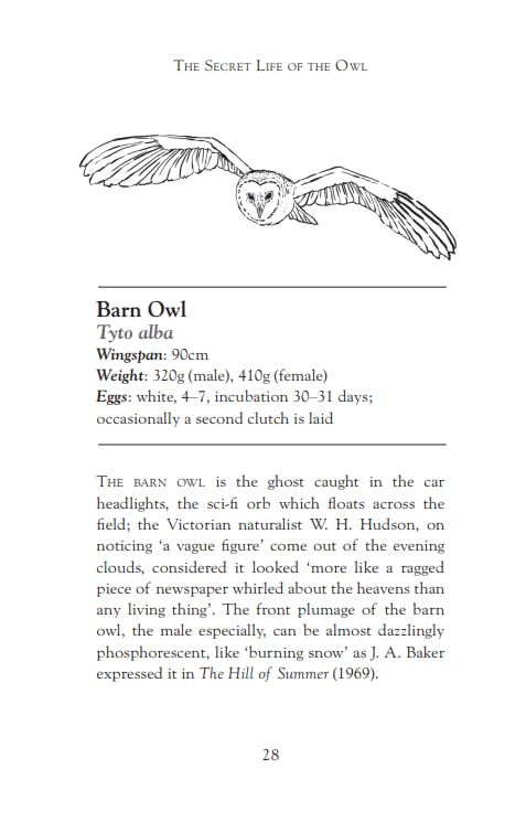 Secret Life Of The Owl,Used