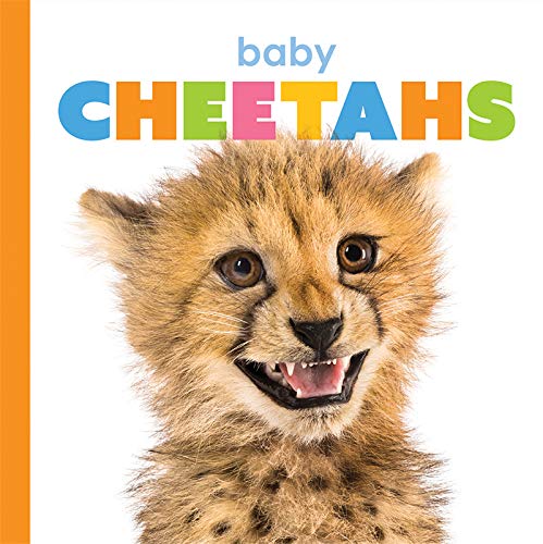 Baby Cheetahs (Starting Out)