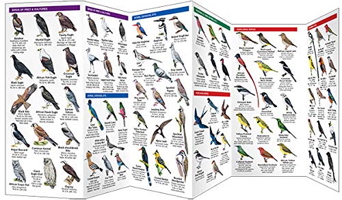 Africa Birds: A Folding Pocket Guide to Familiar Species (Wildlife and Nature Identification),Used