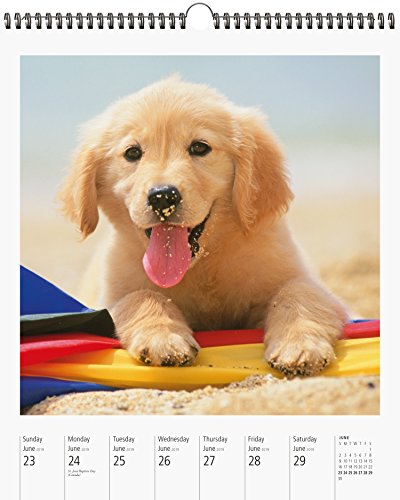 Dog PageAWeek Gallery Wall Calendar 2019,New