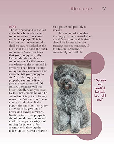 Schnoodle (CompanionHouse Books) (Designer Dog),Used
