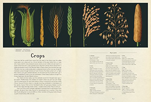 Botanicum: Welcome to the Museum,New