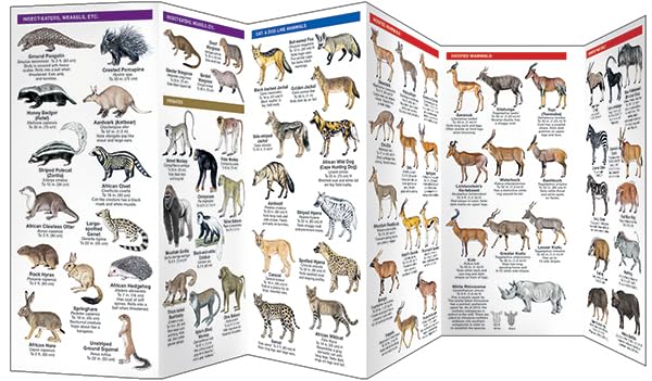 East Africa Wildlife: A Folding Pocket Guide to Familiar Species in Kenya, Tanzania & Uganda (Nature Observation International),New