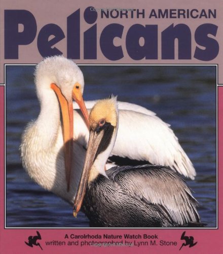 North American Pelicans (Nature Watch),Used