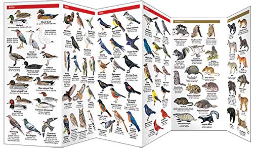 Missouri Wildlife: A Folding Pocket Guide to Familiar Animals (Wildlife and Nature Identification),Used