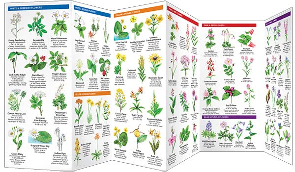 Connecticut Trees & Wildflowers: A Folding Pocket Guide to Familiar Plants (Wildlife and Nature Identification),Used