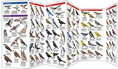 Wyoming Birds: A Folding Pocket Guide to Familiar Species (Wildlife and Nature Identification),Used