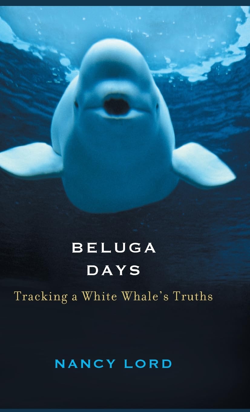 Beluga Days: Tracking a White Whale's Truths,Used
