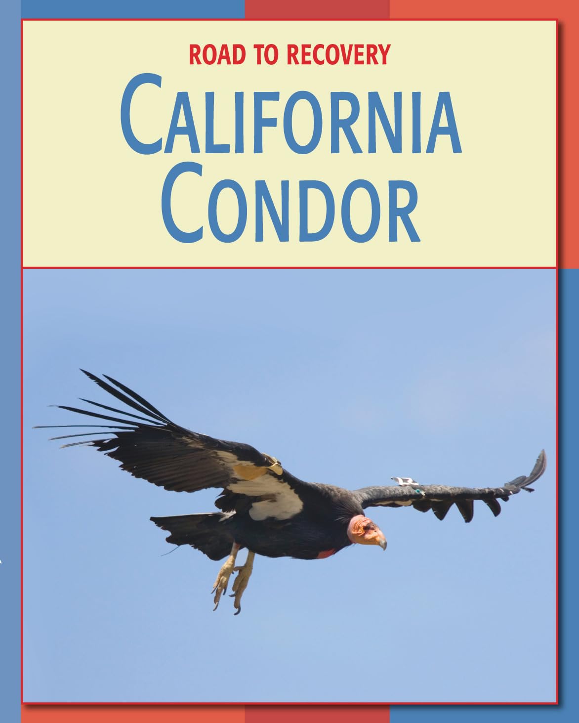 California Condor (21st Century Skills Library: Road to Recovery),Used
