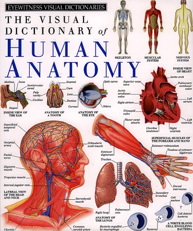 The Visual Dictionary Of Human Anatomy (Eyewitness Visual Dictionaries)