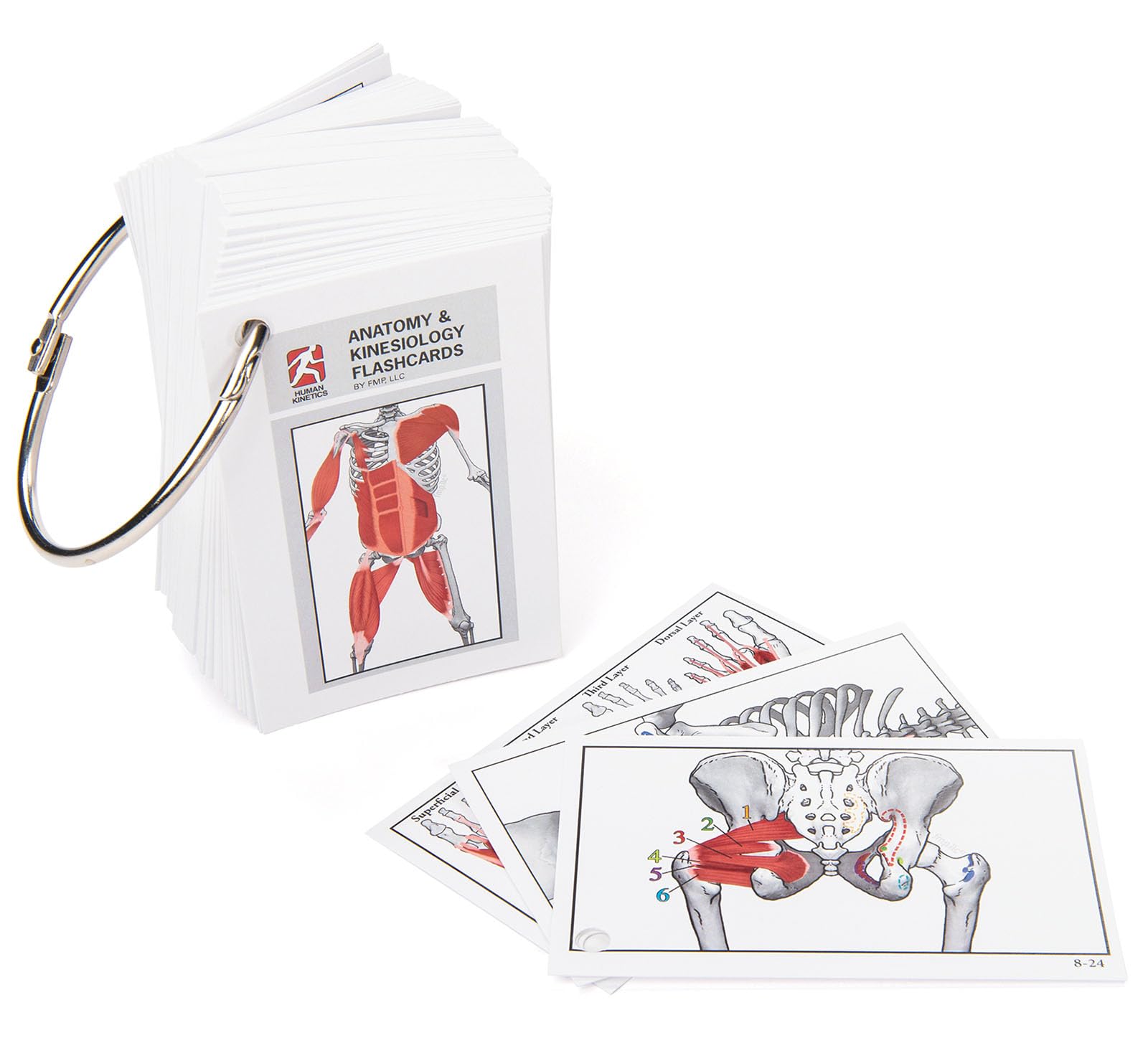 Anatomy & Kinesiology Flashcards,Used