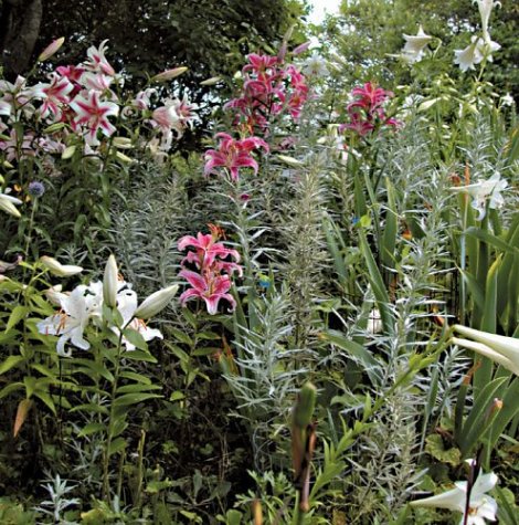 A Garden by the Sea,Used