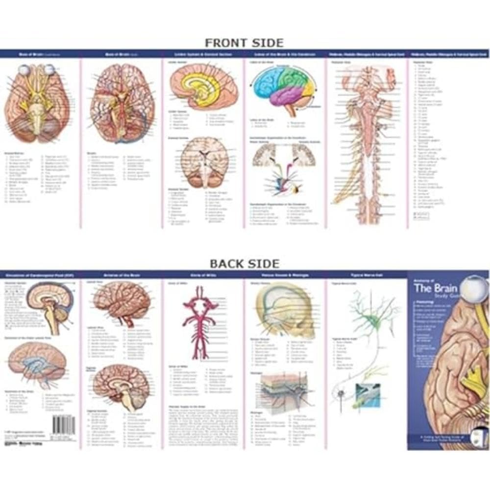 Anatomical Chart Company's Illustrated Pocket Anatomy: Anatomy of The Brain Study Guide,Used