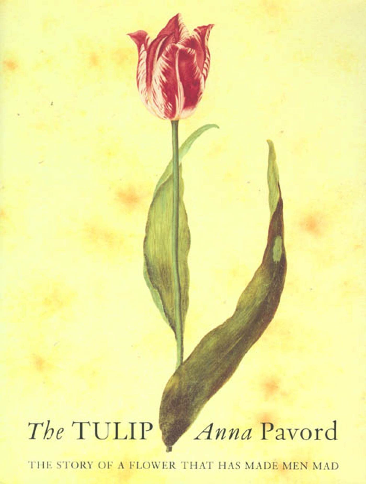 The Tulip: The Story of the Flower That Has Made Men Mad,Used