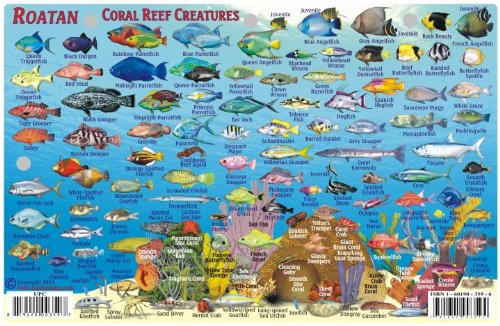 Roatan Honduras Dive Map & Reef Creatures Guide Franko Maps Laminated Fish Card,New