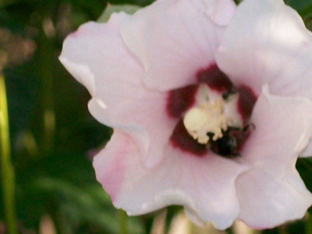 Learning To Swim In Swaziland: A Child'Seye View Of A Southern African Country,New