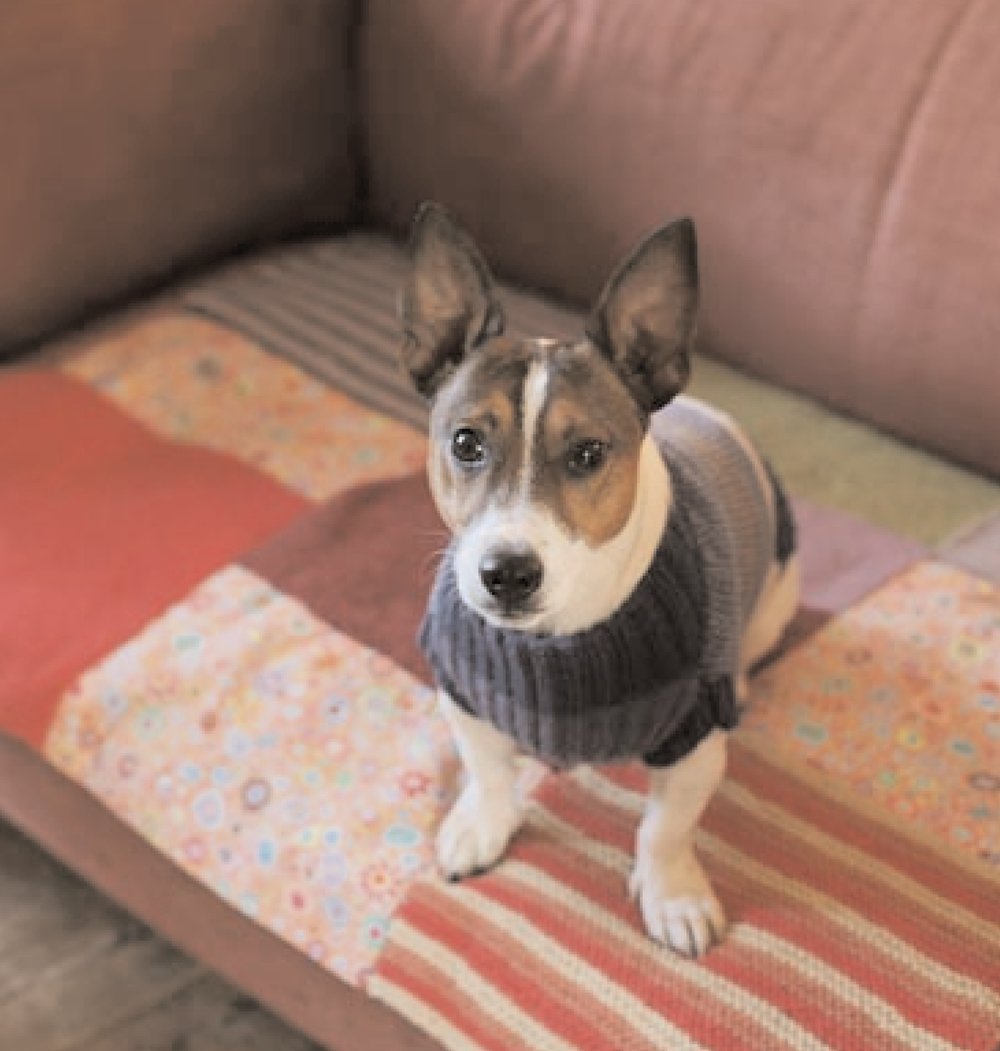 Simple Gifts For Dog Lovers,Used