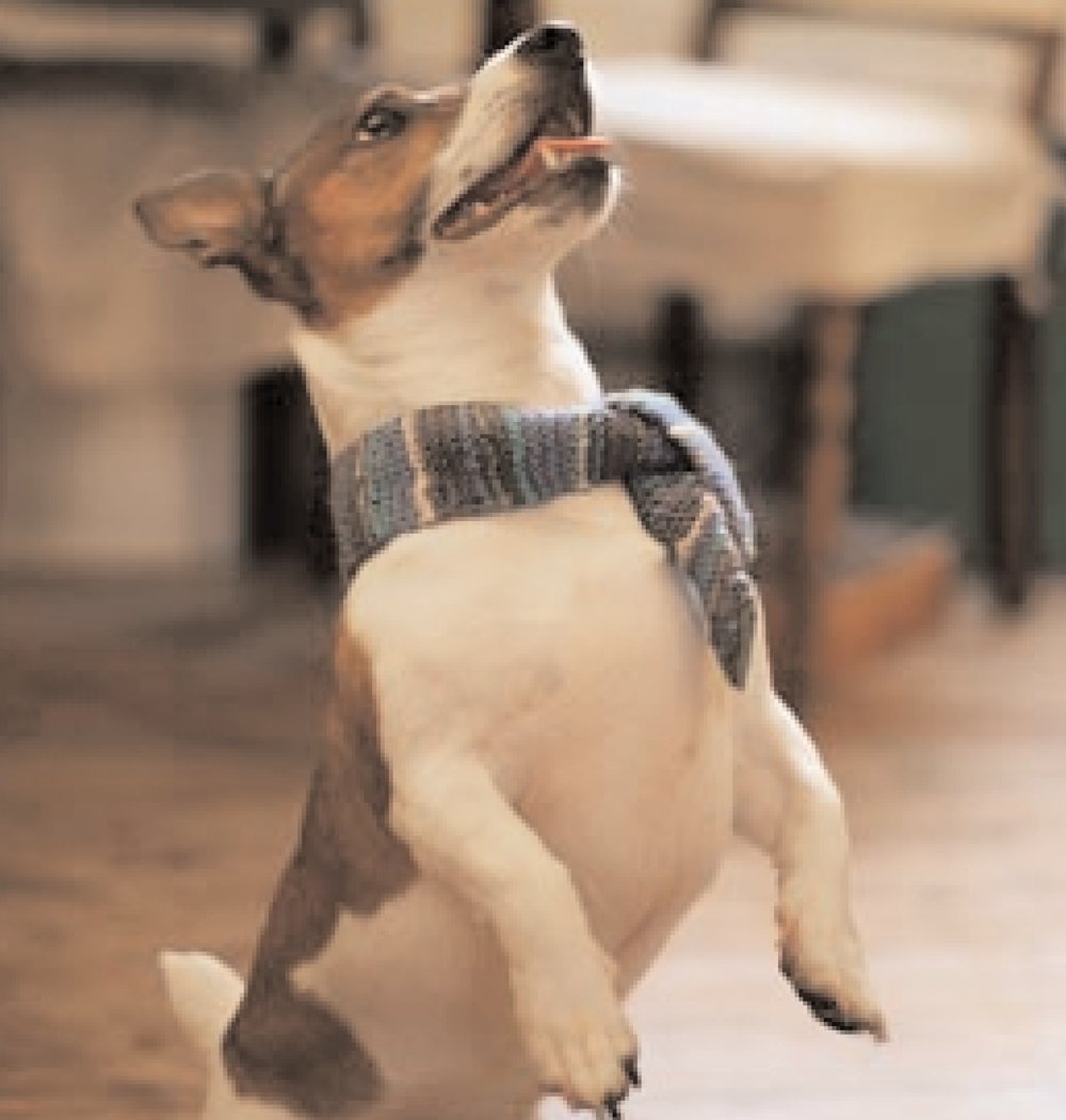 Simple Gifts For Dog Lovers,Used