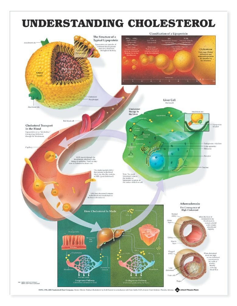 Understanding Cholesterol Anatomical Chart,Used