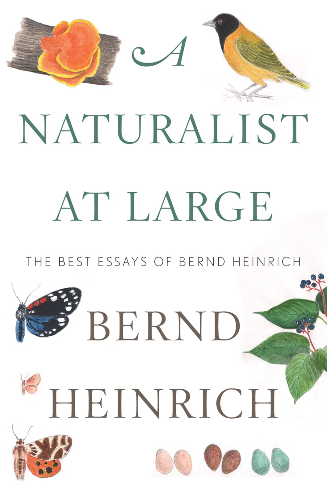 A Naturalist At Large: The Best Essays Of Bernd Heinrich,New