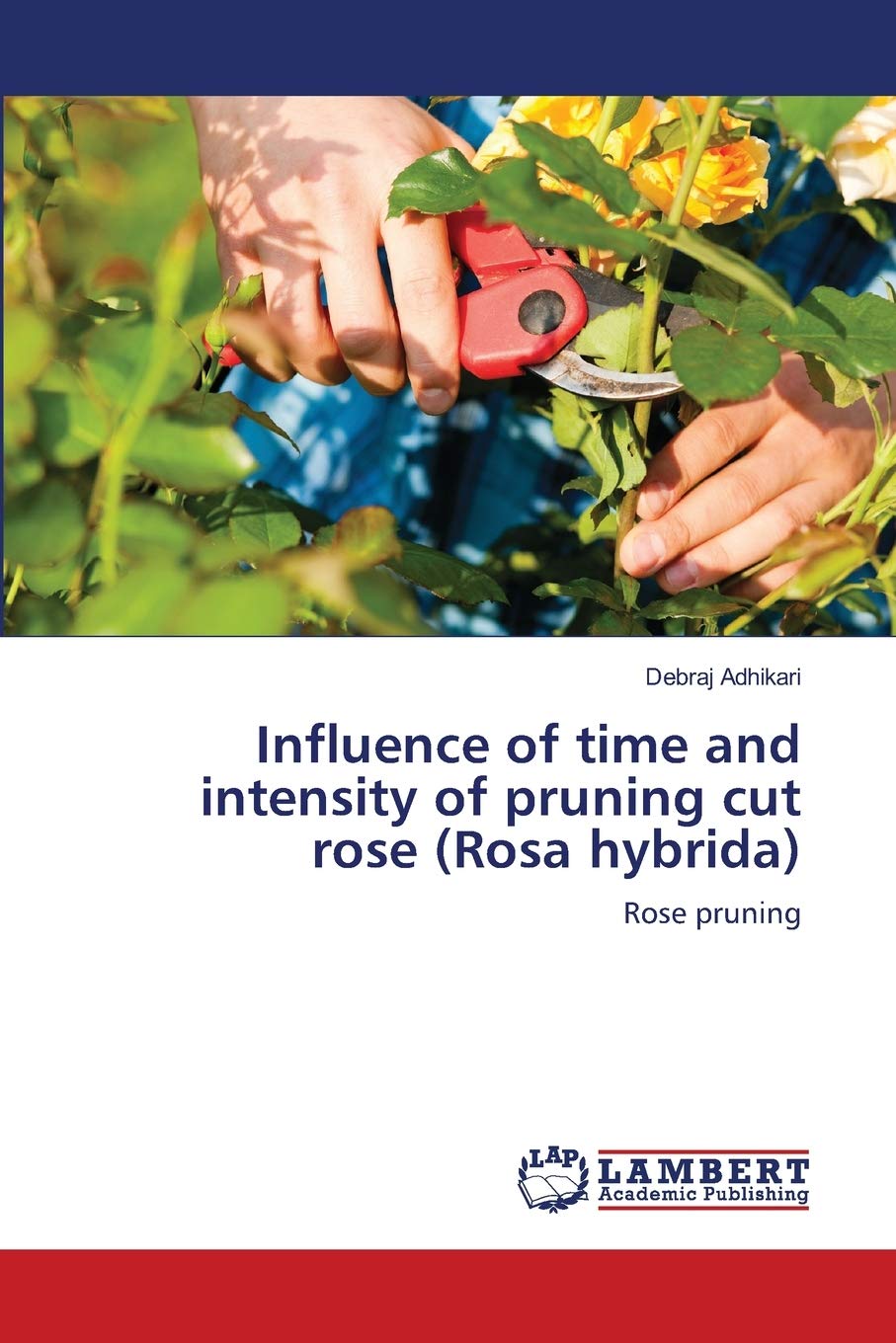 Influence of time and intensity of pruning cut rose (Rosa hybrida): Rose pruning,New