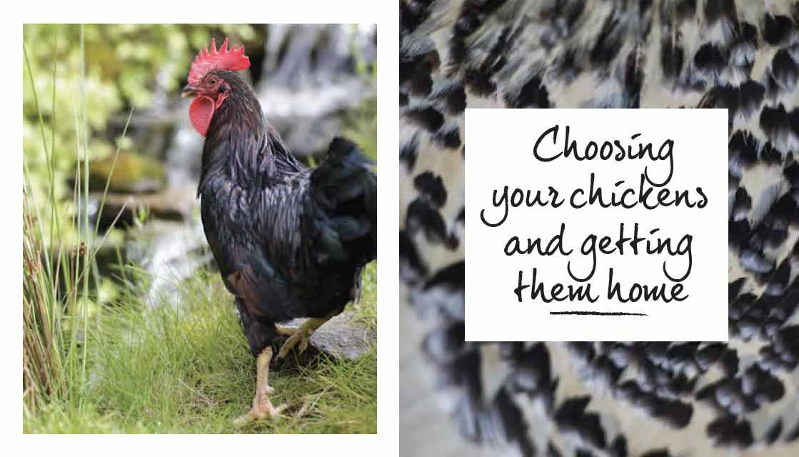 Chickens: The Essential Guide to Choosing and Keeping Happy, Healthy Hens,Used
