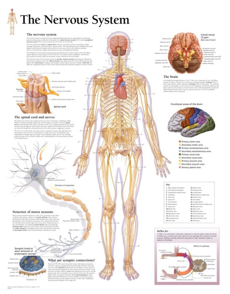 The Nervous System Chart: Wall Chart