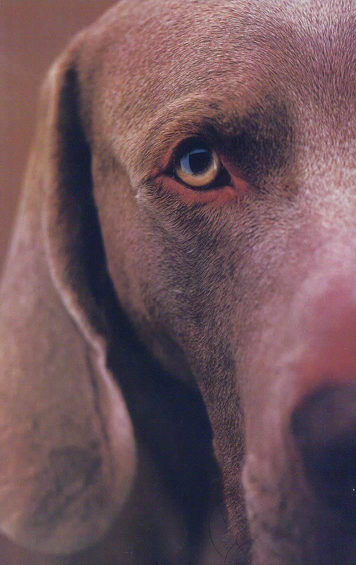 William Wegman Polaroids,New