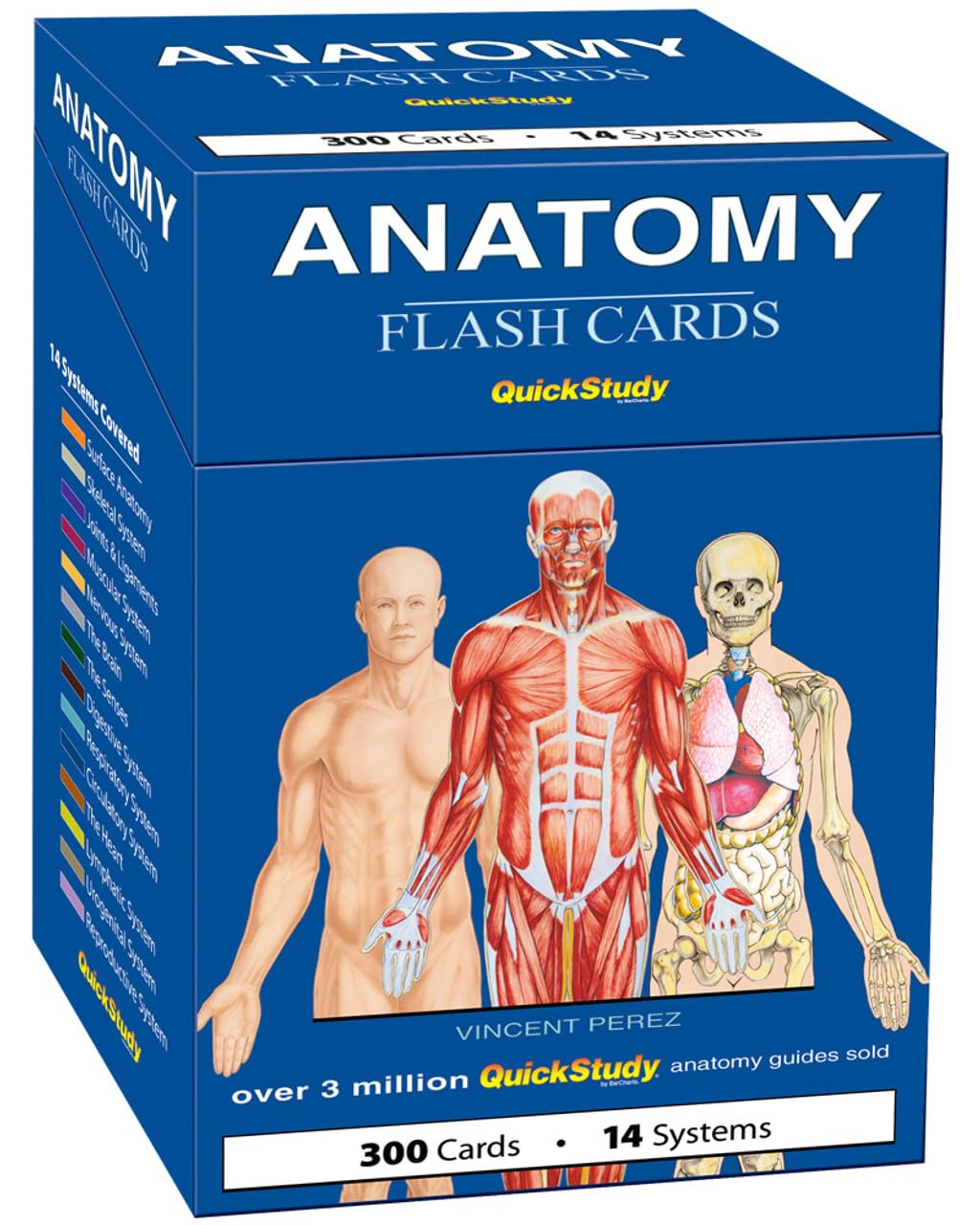Anatomy Flash Cards: A Quickstudy Reference Tool
