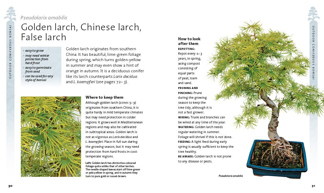 The Bonsai Beginner'S Bible,New