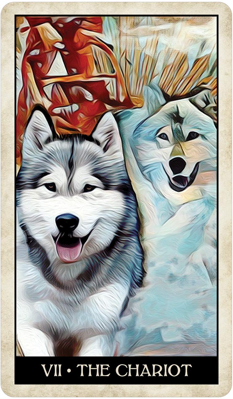 Wise Dog Tarot,Used