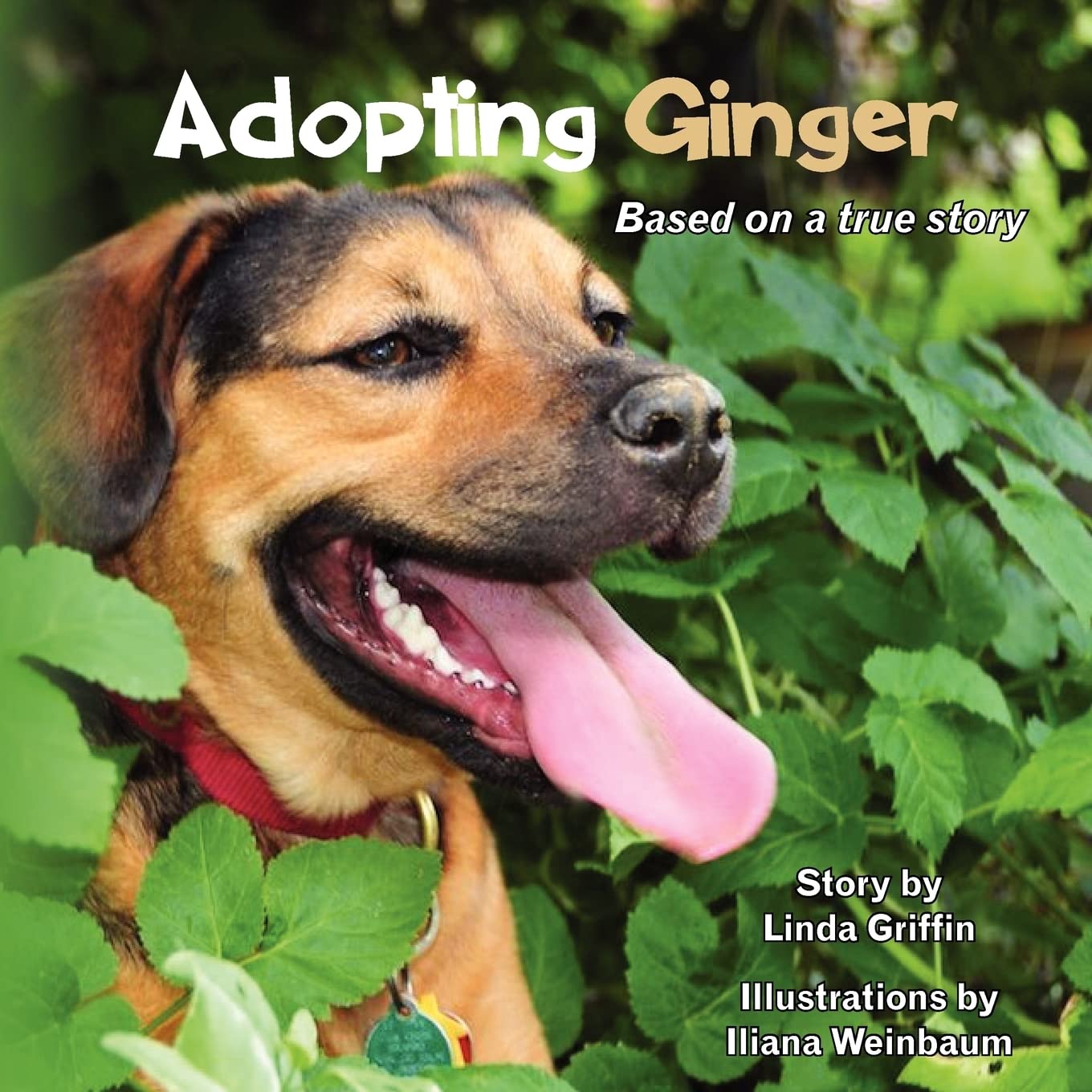 Adopting Ginger,Used