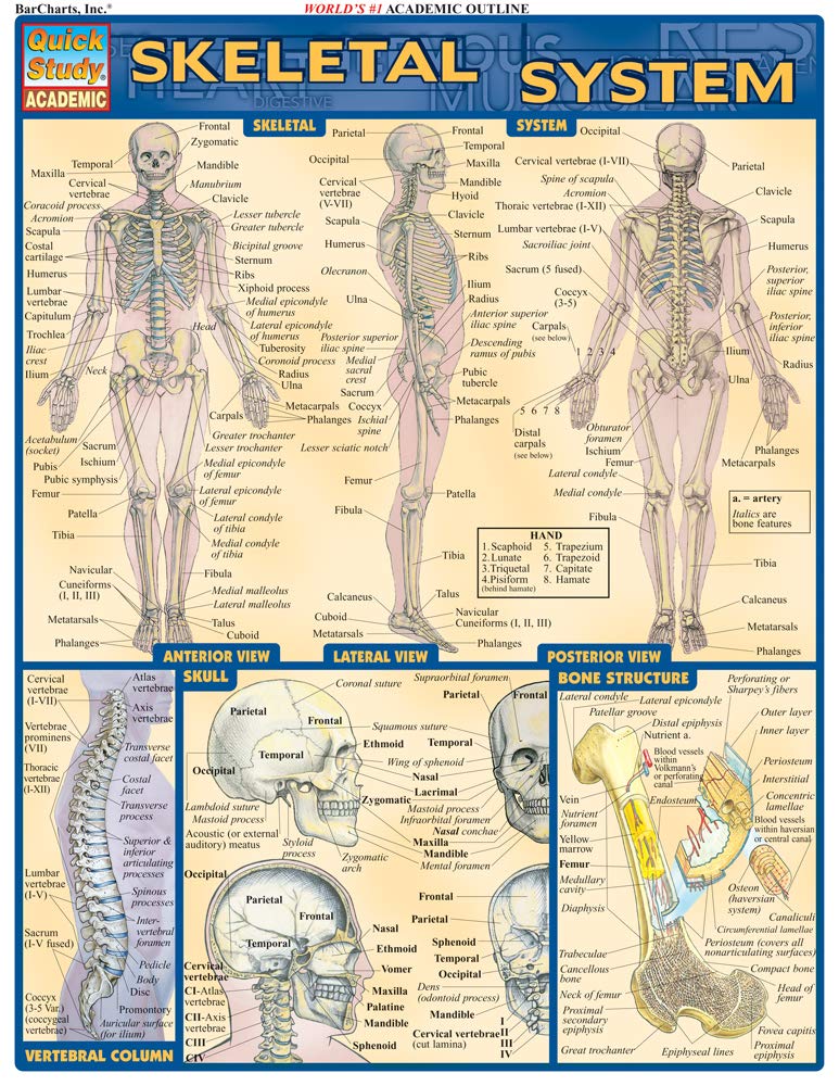 Skeletal System (Quick Study Academic),New