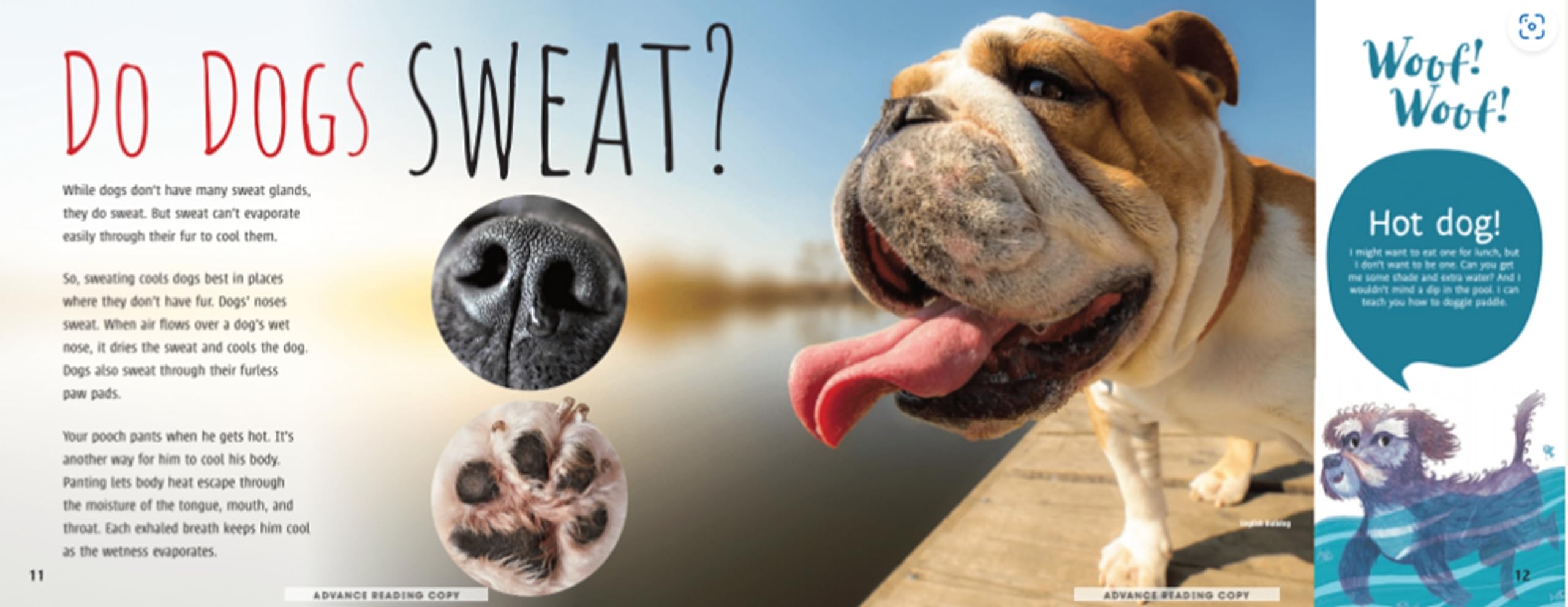 Woof! The Truth About Dogs by Annette Whipple  Fun Facts, Photographs, Illustrations, & All Your Questions Answered  For Ages 7,Used