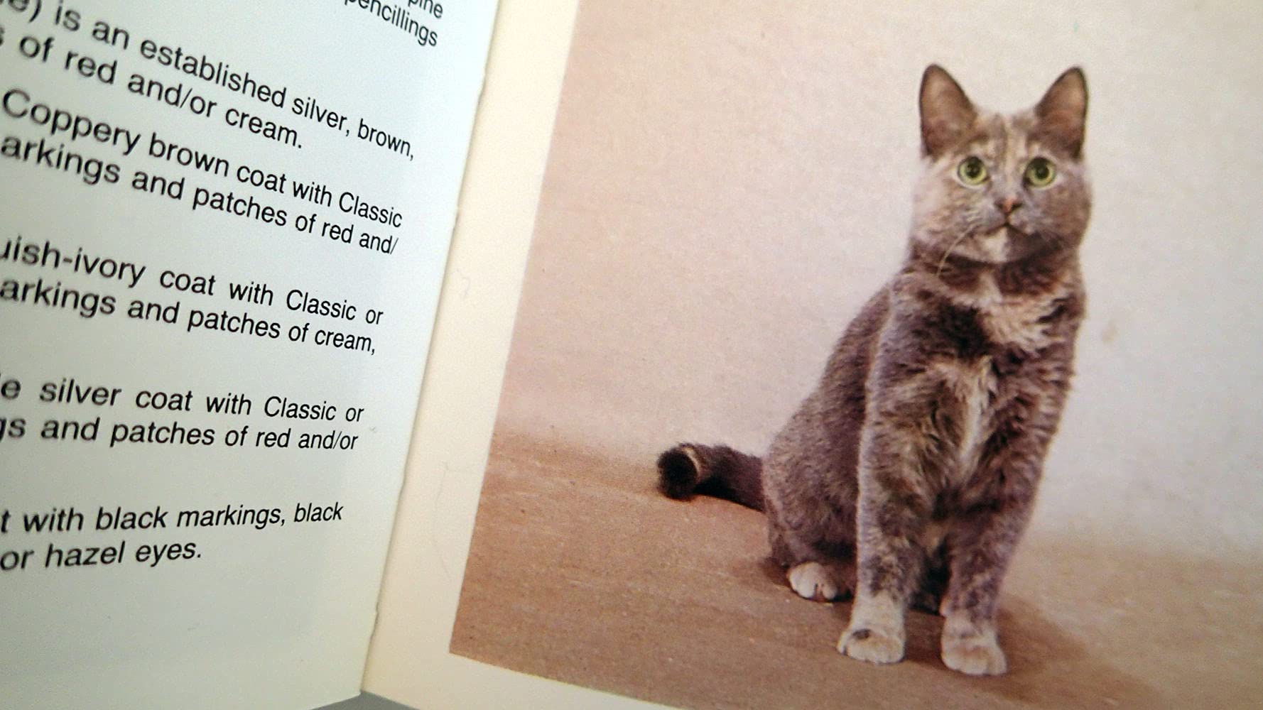 Simon & Schuster'S Guide To Cats,Used