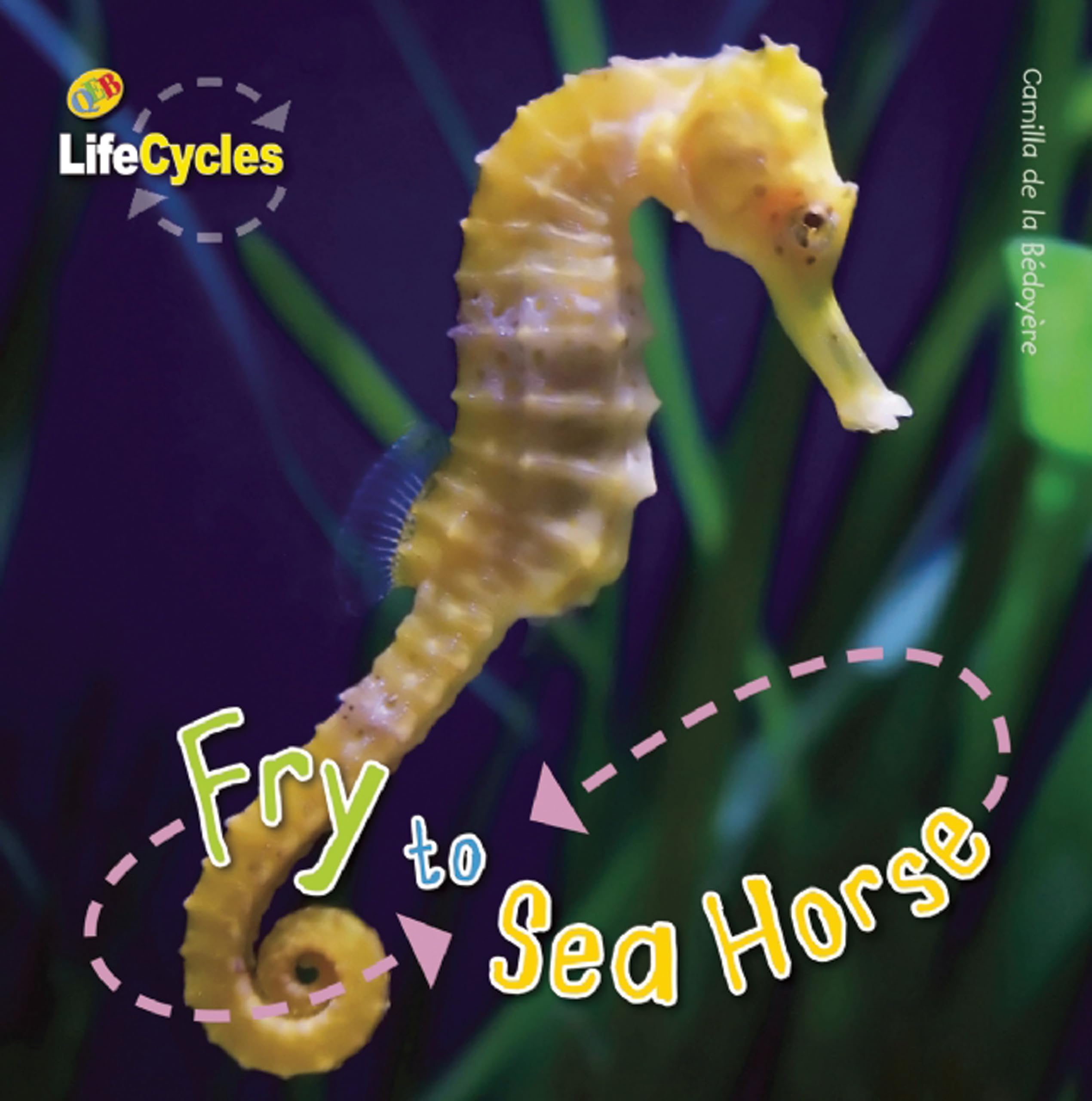 Fry To Seahorse (Lifecycles)