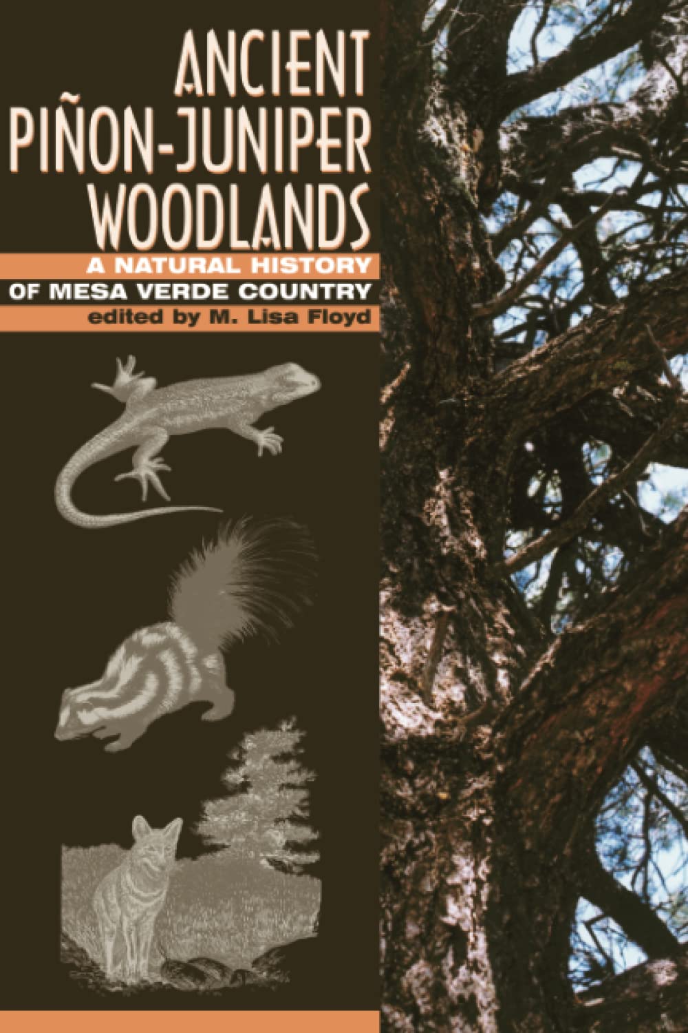 Ancient Pionjuniper Woodlands: A Natural History Of Mesa Verde Country,Used