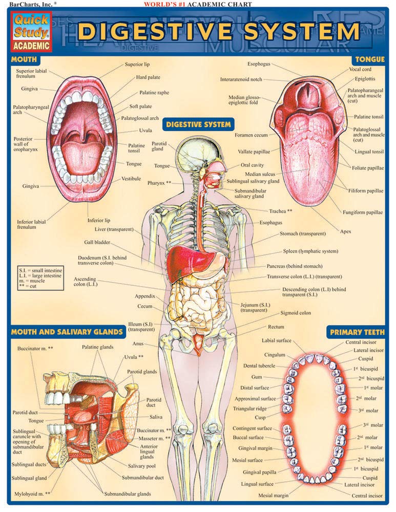 Digestive System (Quick Study Academic),New
