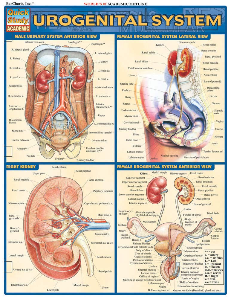 Urogenital System (Quick Study Academic),Used
