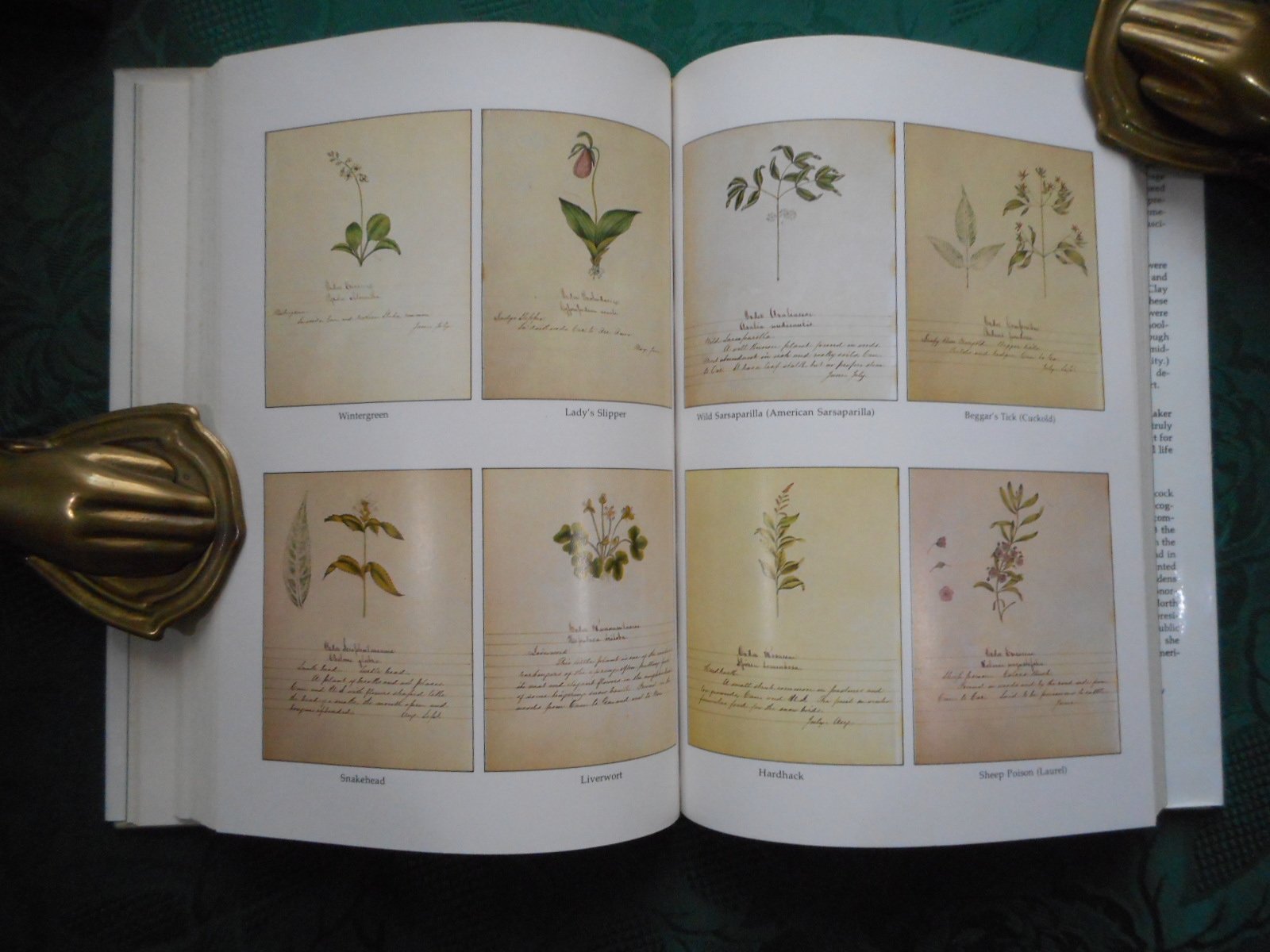 Shaker herbs: A history and a compendium,Used