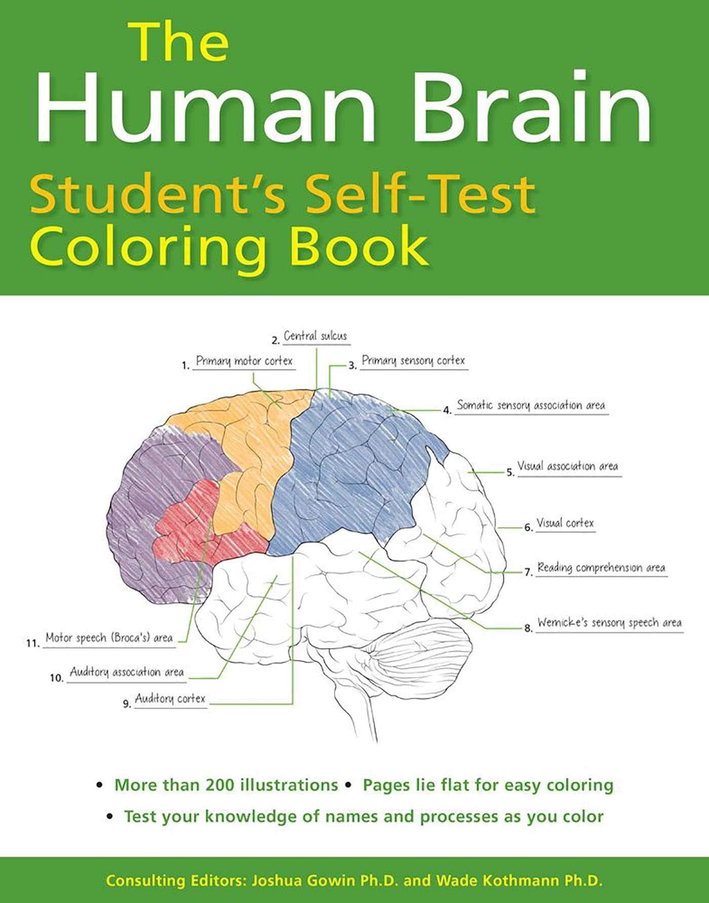 Human Brain Student's SelfTest Coloring Book (Barron's Test Prep),Used