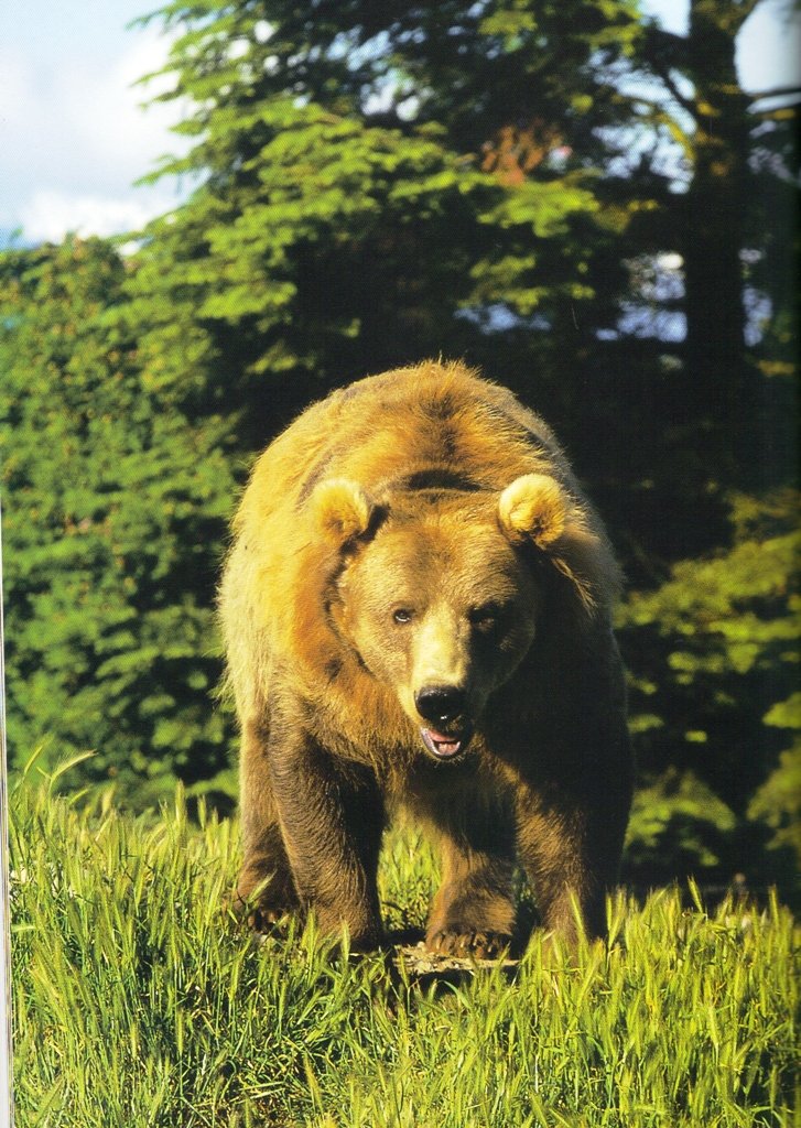 Bears: Behavior, Ecology, Conservation,New