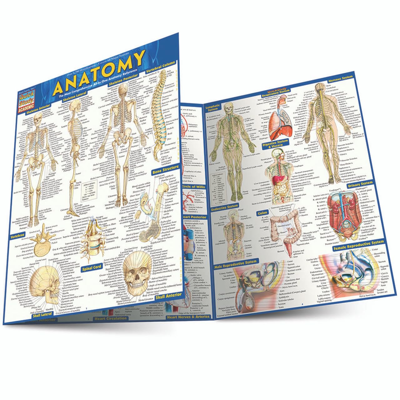 Anatomy Quickstudy Laminated Reference Guide (Quickstudy Academic)