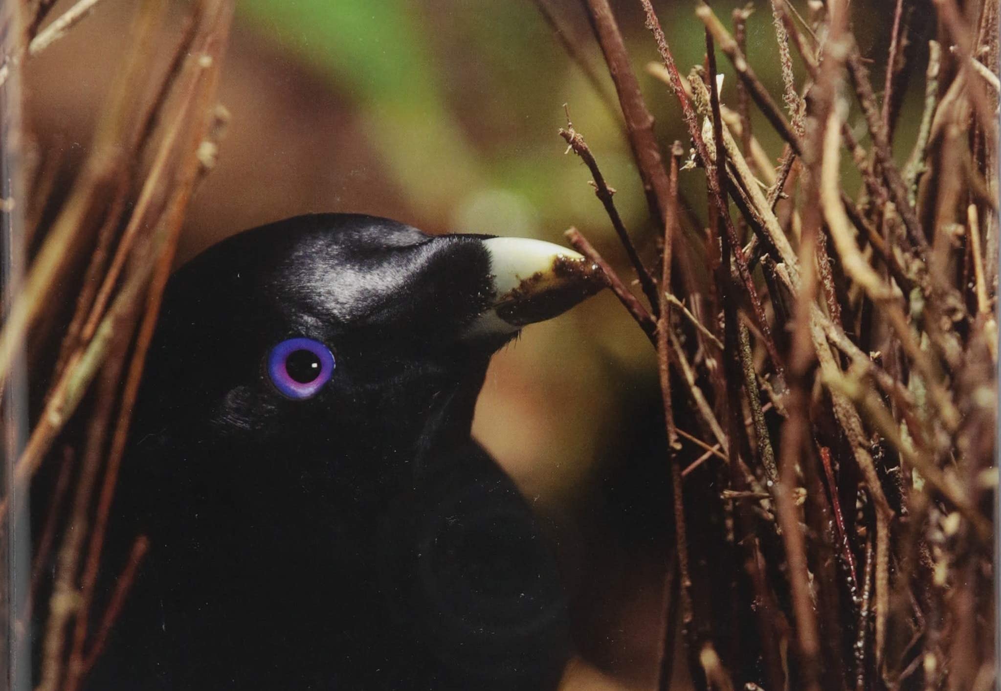 Biology: The Unity and Diversity of Life,Used