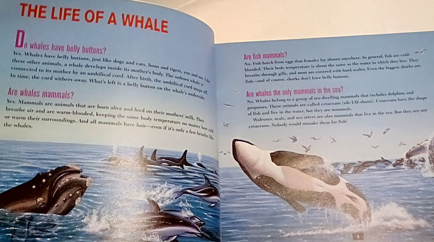 Do Whales Have Belly Buttons: Questions And Answers About Whales And Dolphins (Berger, Melvin. Scholastic Question And Answer Se,Used
