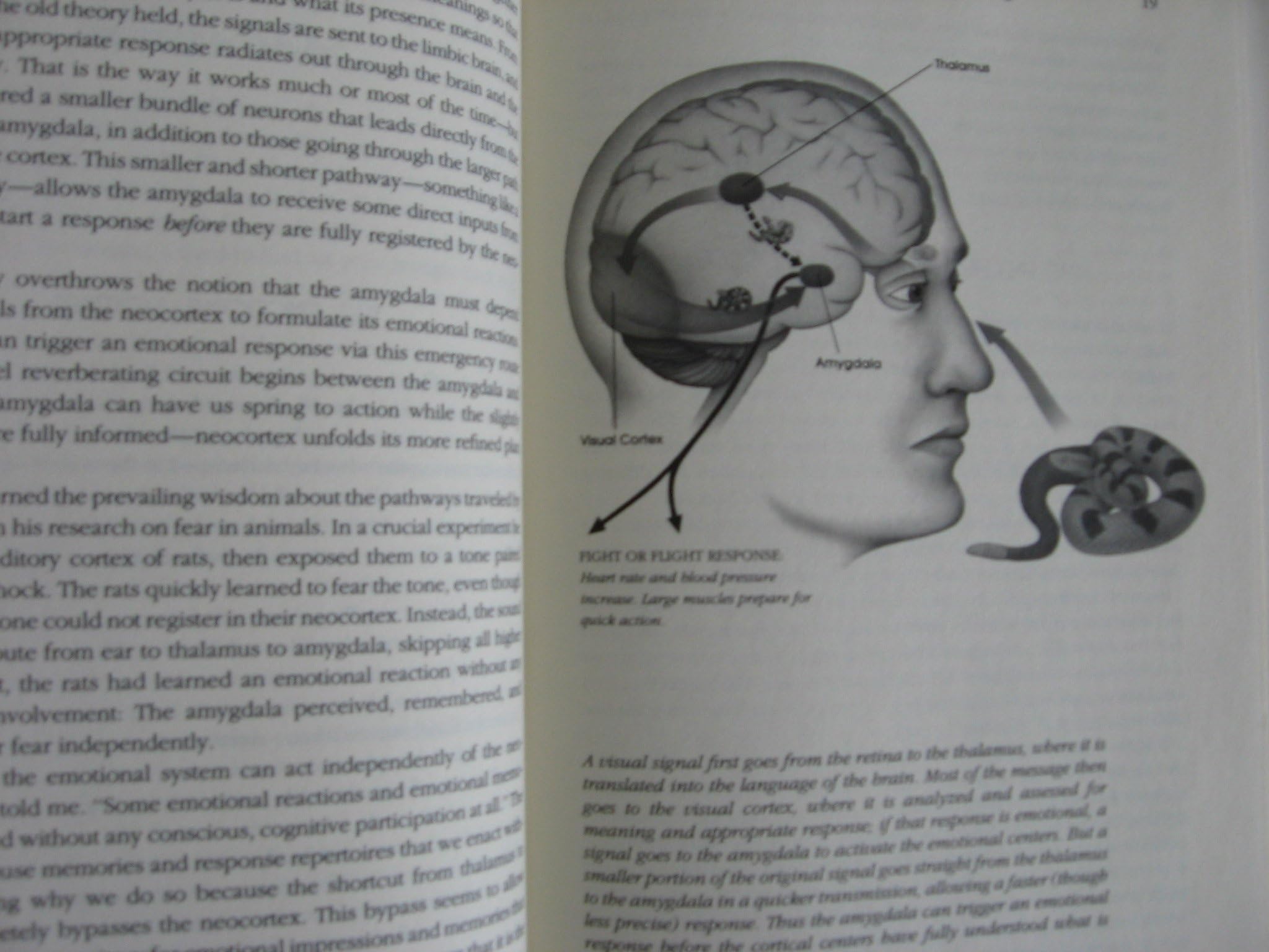 Emotional Intelligence: Why It Can Matter More Than Iq,New