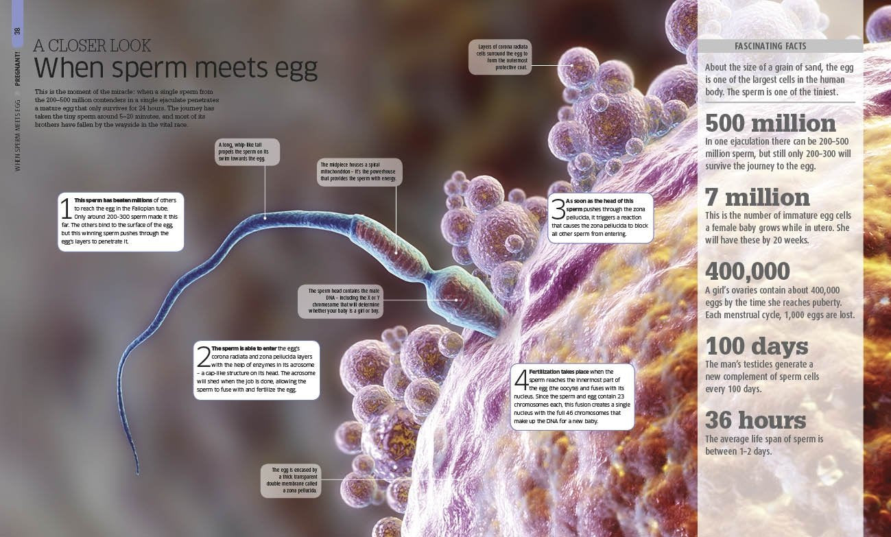 The Pregnancy Encyclopedia: All Your Questions Answered,New