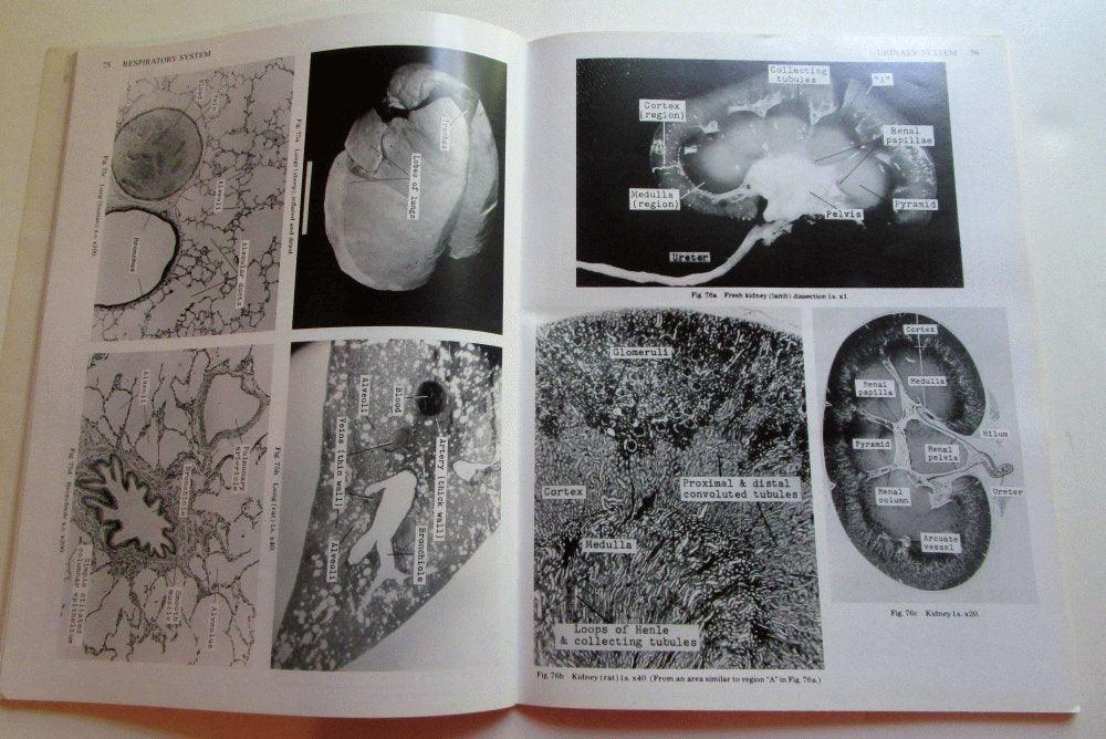 A Guide to Anatomy and Physiology,Used